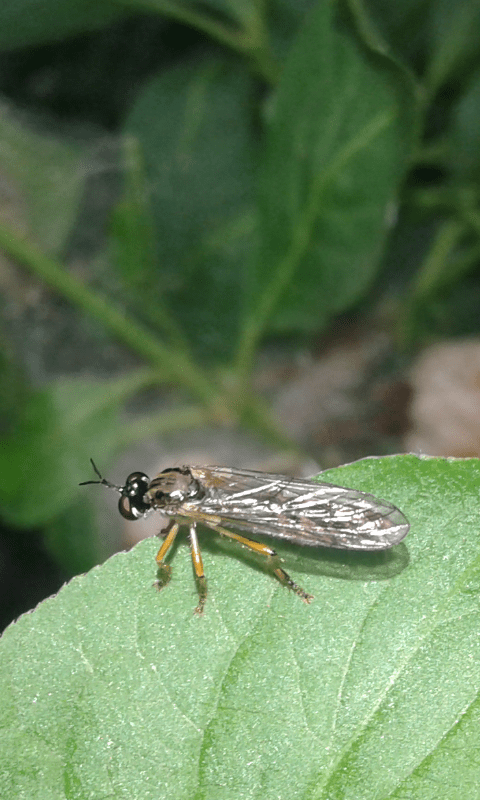 Asilidae : Dioctria sp. ? S